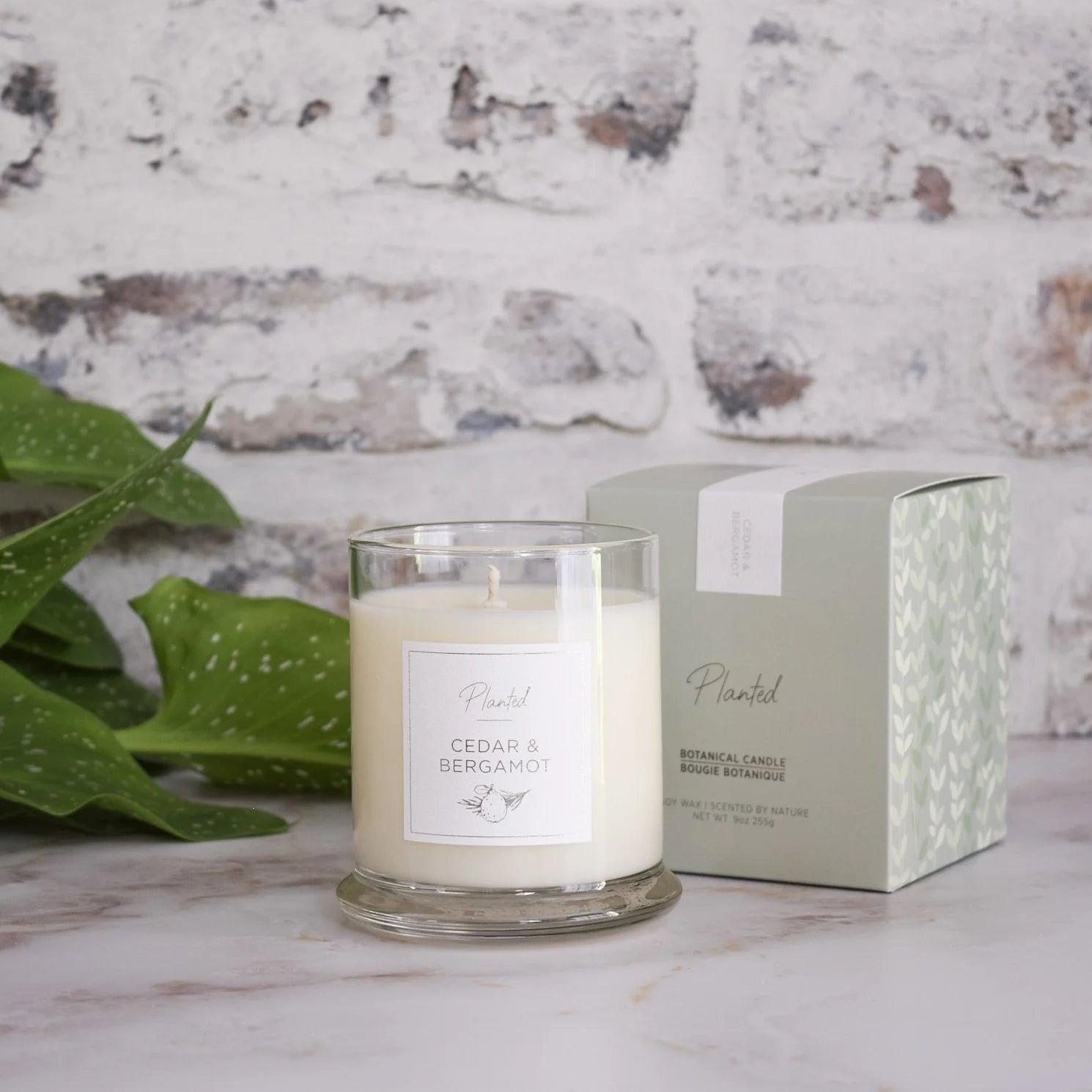Hand-poured Planted candle, cedar and bergamot fragrance, in minimalist glass jar