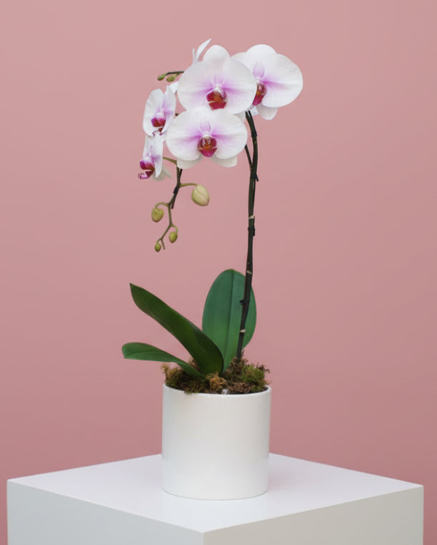 6" Orchid Plant