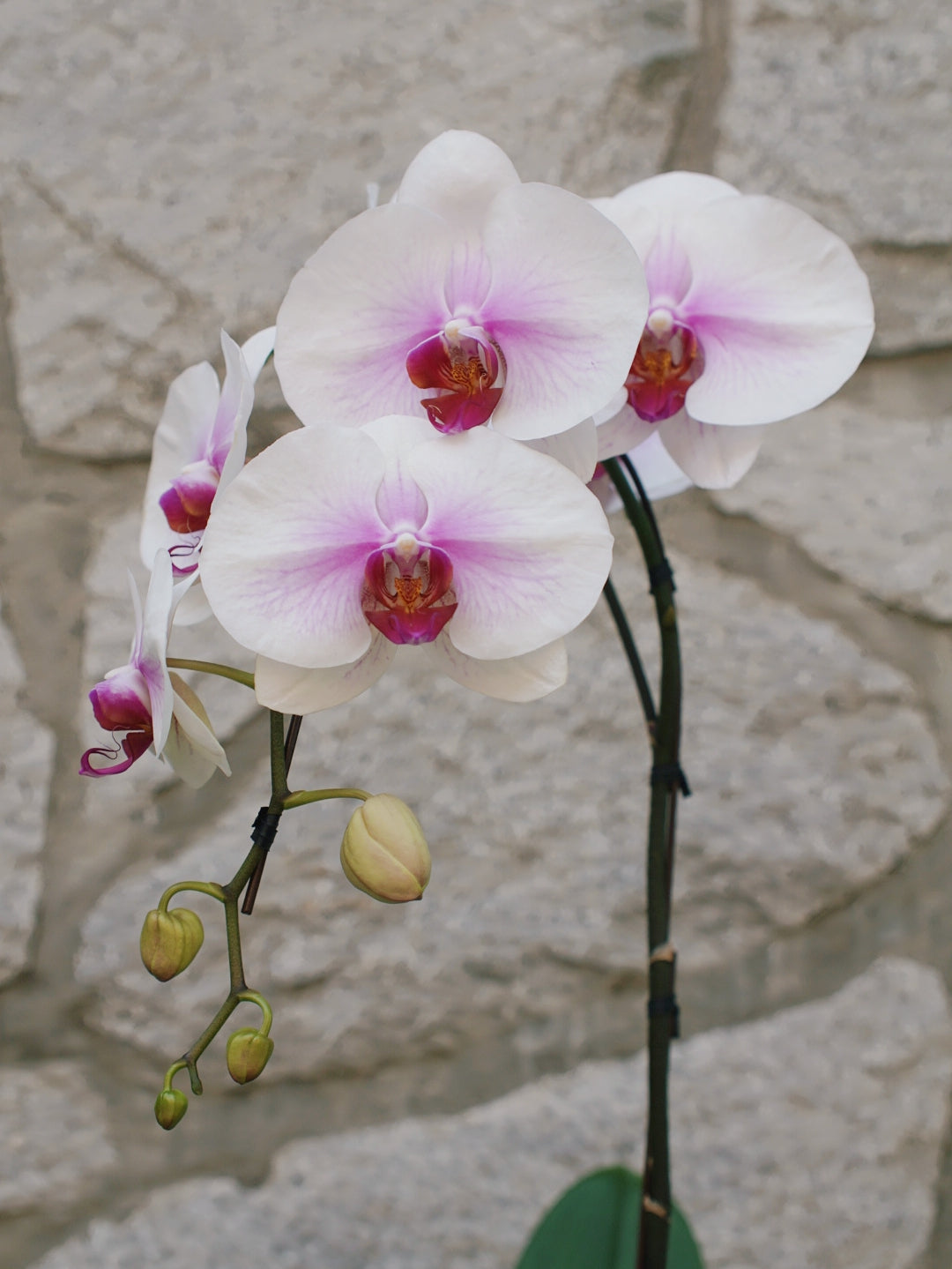 6" Orchid Plant
