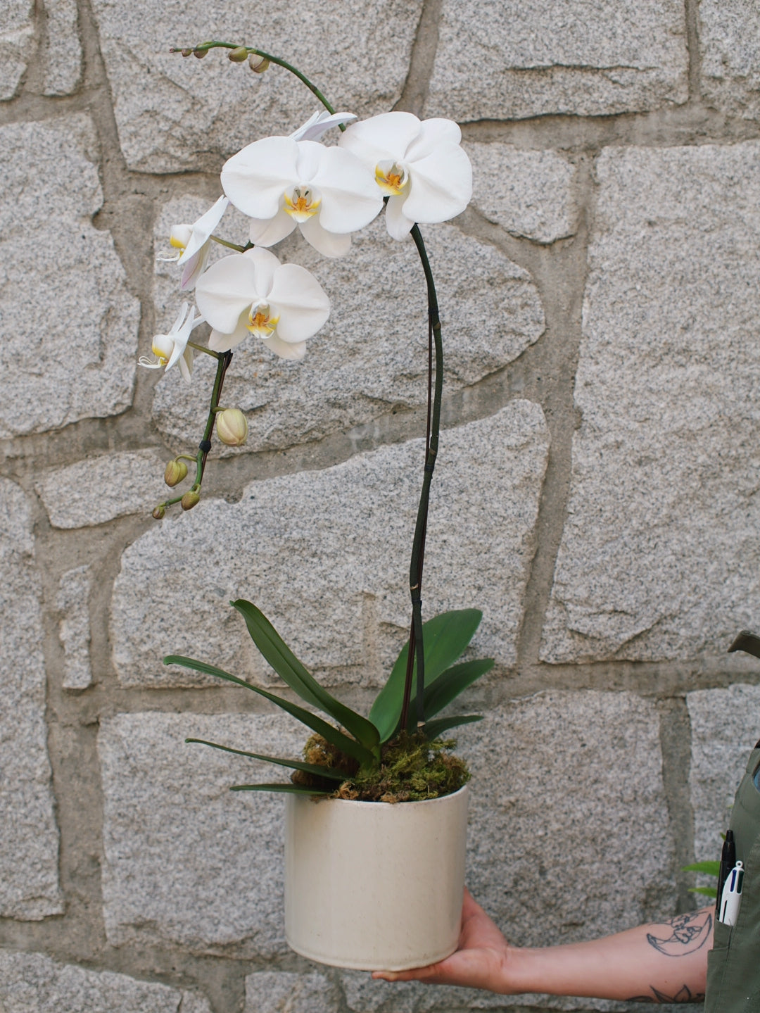 6" Orchid Plant