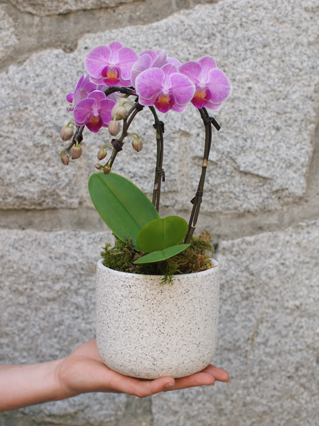 4" Orchid Plant
