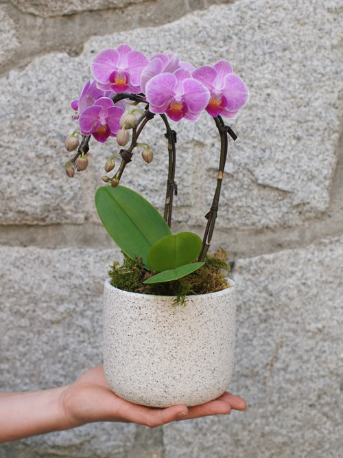 4" Orchid Plant