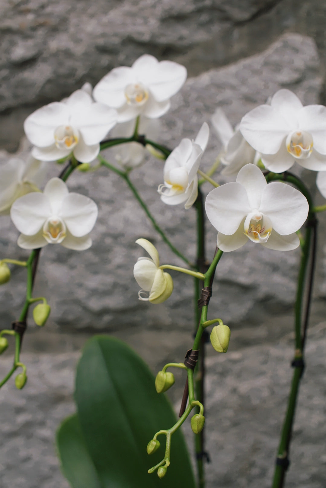 4" Orchid Plant