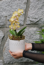 4" Orchid Plant