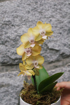 4" Orchid Plant