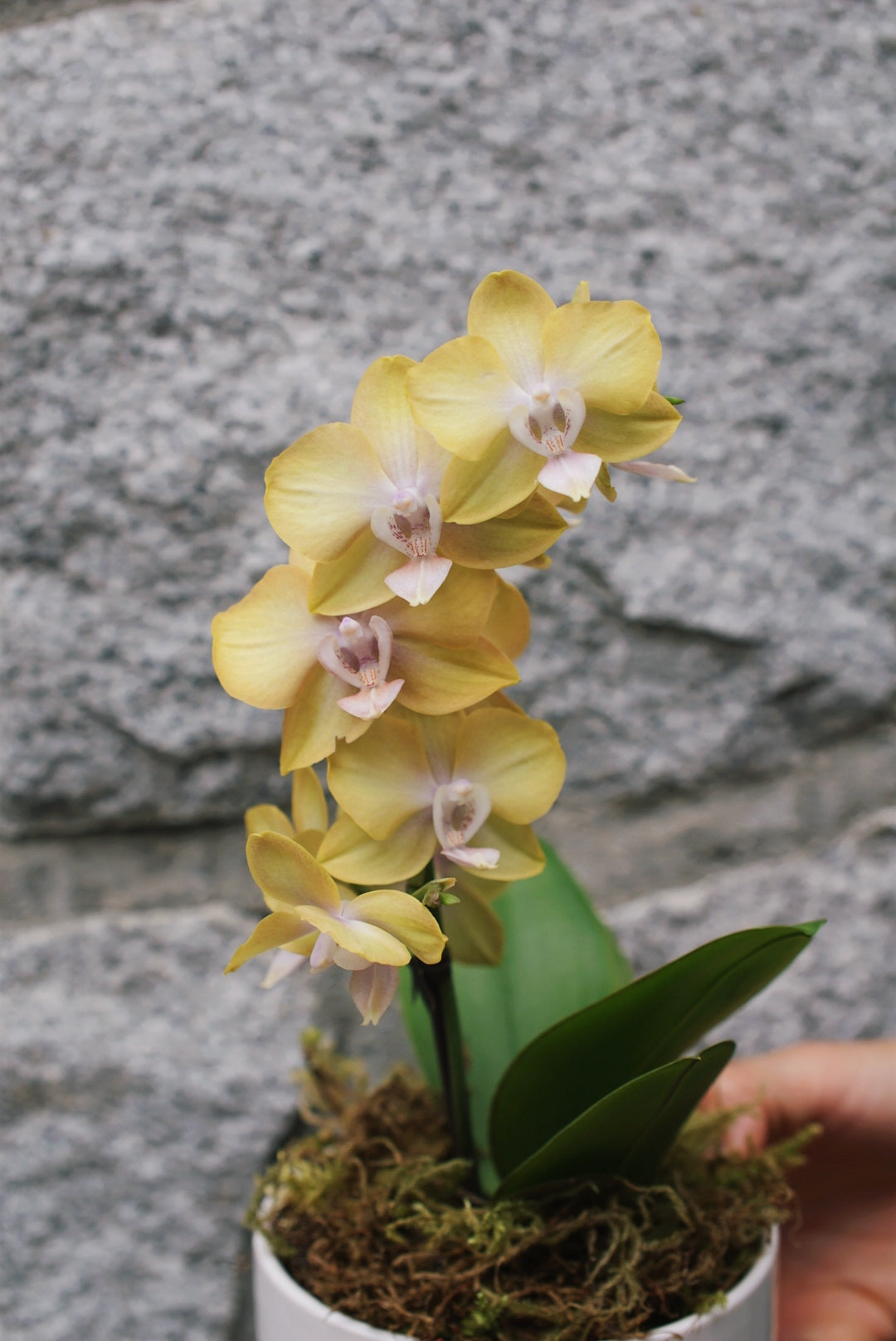 4" Orchid Plant