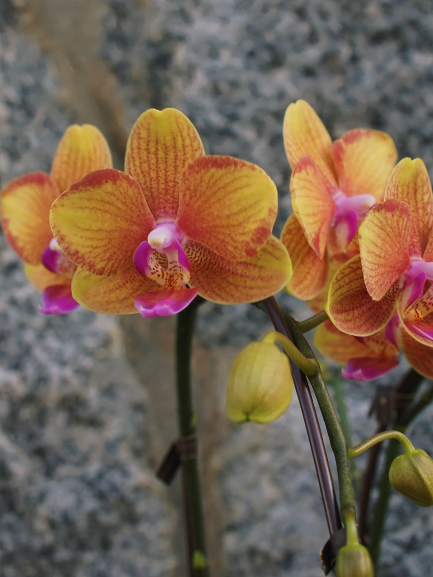 6" Orchid Plant