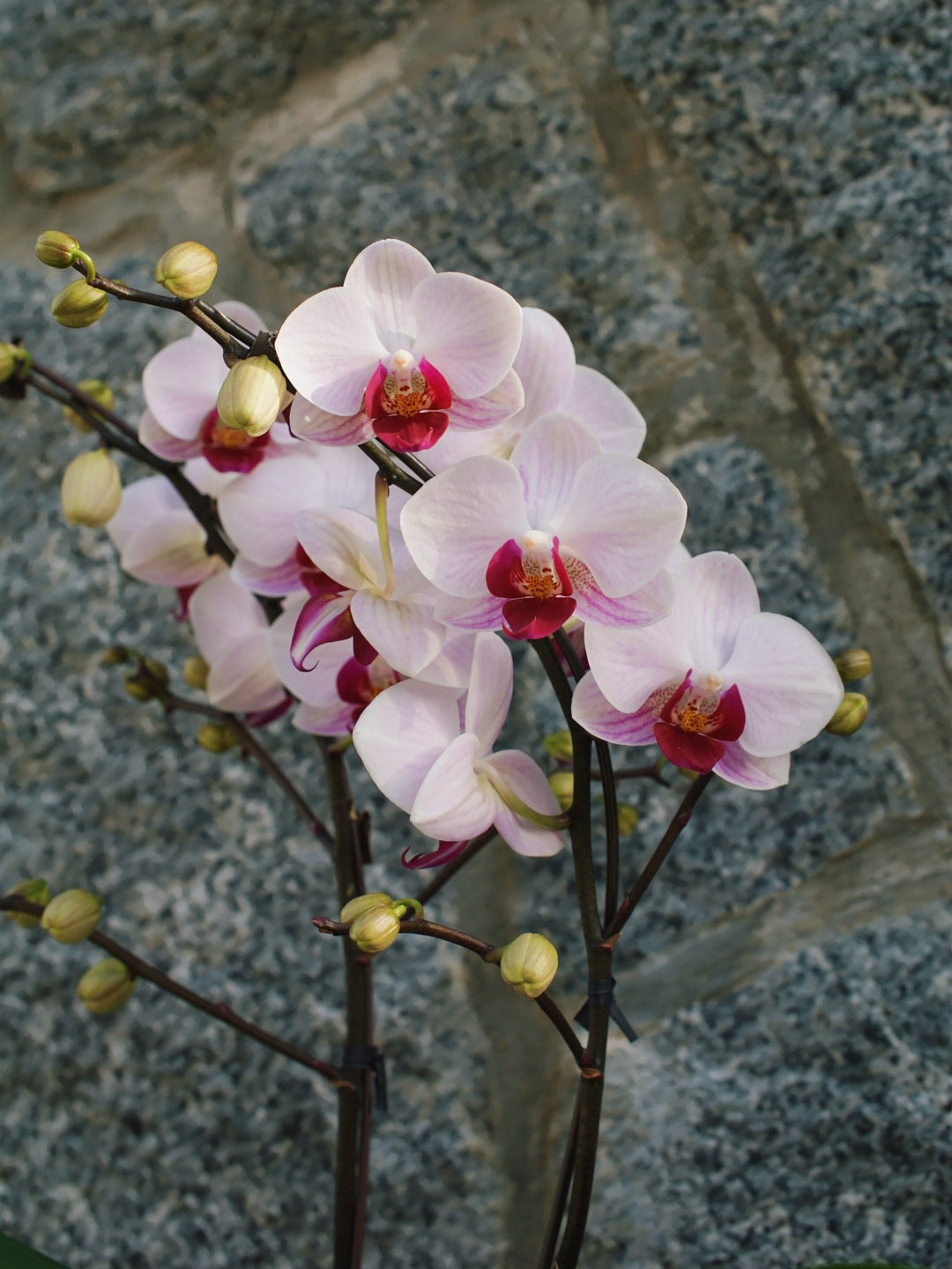 4" Orchid Plant
