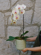 6" Orchid Plant
