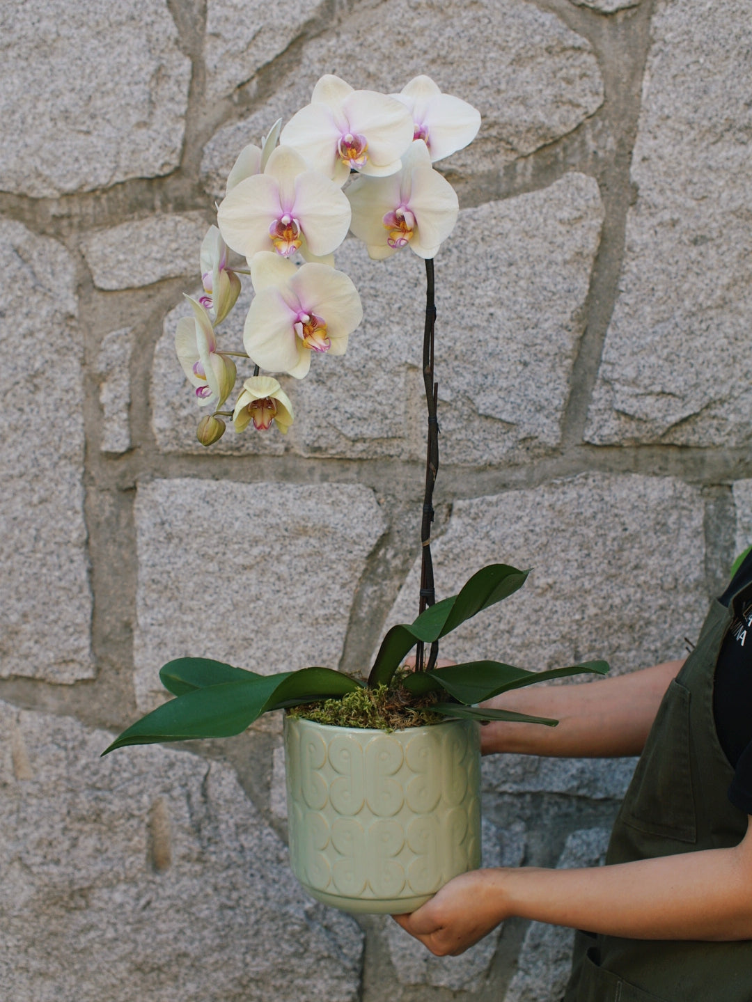 6" Orchid Plant