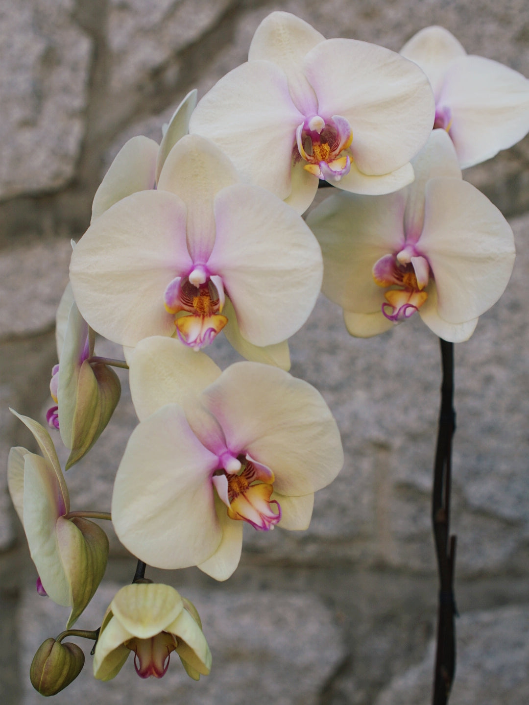 6" Orchid Plant