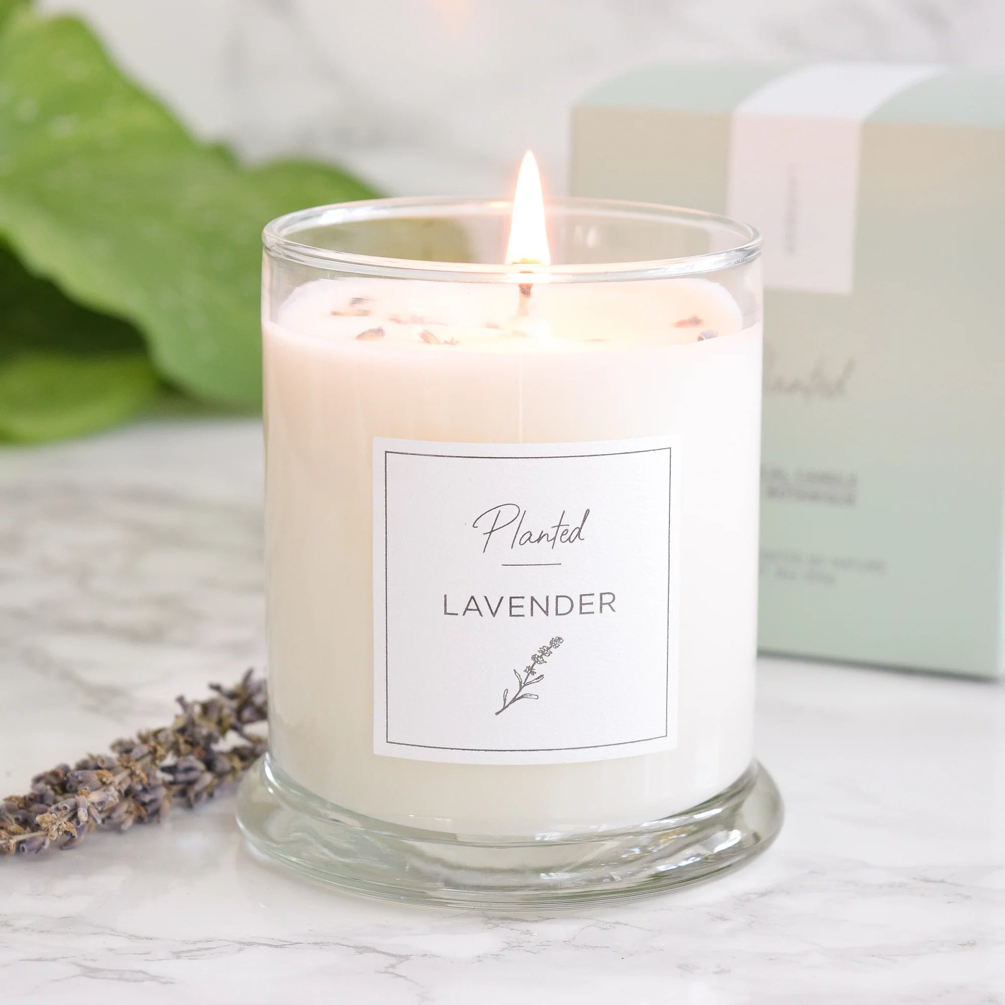 Hand-poured Planted candle, lavender fragrance, in minimalist glass jar