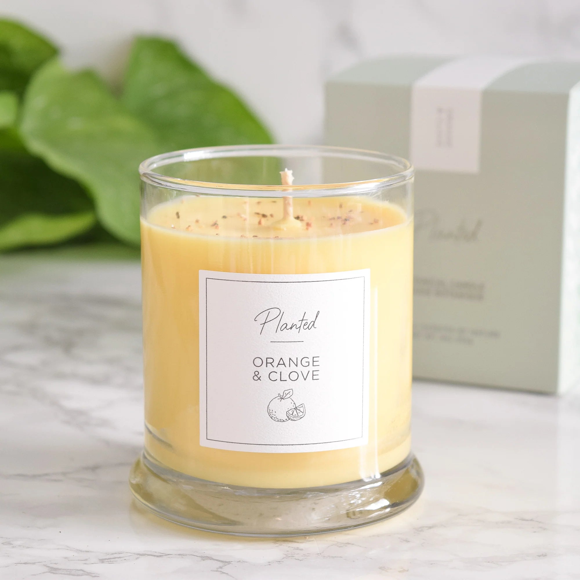 Hand-poured Planted candle, orange and clove fragrance, in minimalist glass jar
