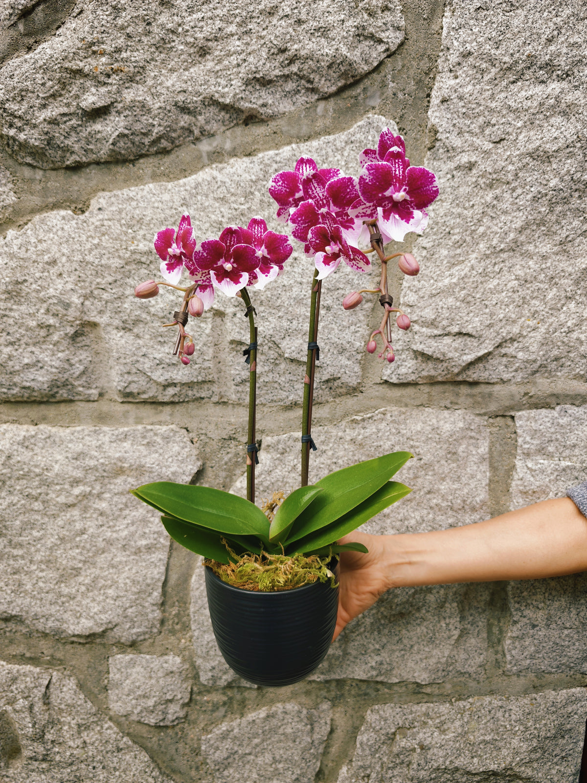 4" Orchid Plant