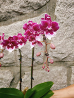 4" Orchid Plant