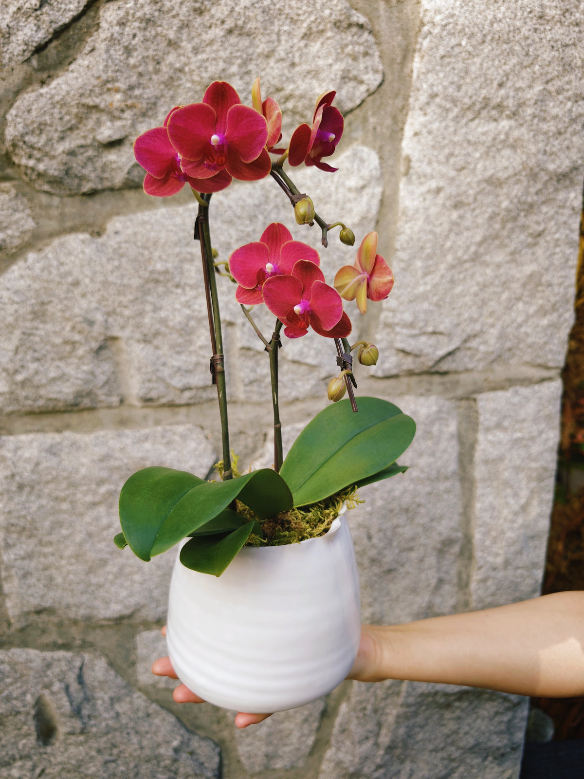 4" Orchid Plant