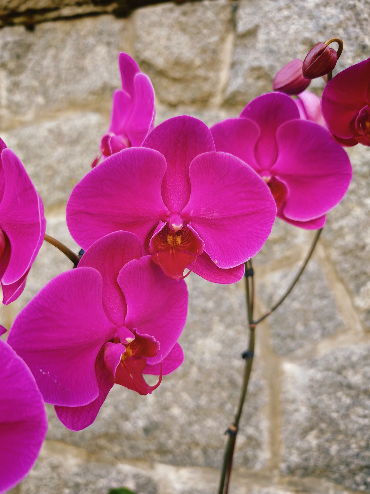 6" Orchid Plant
