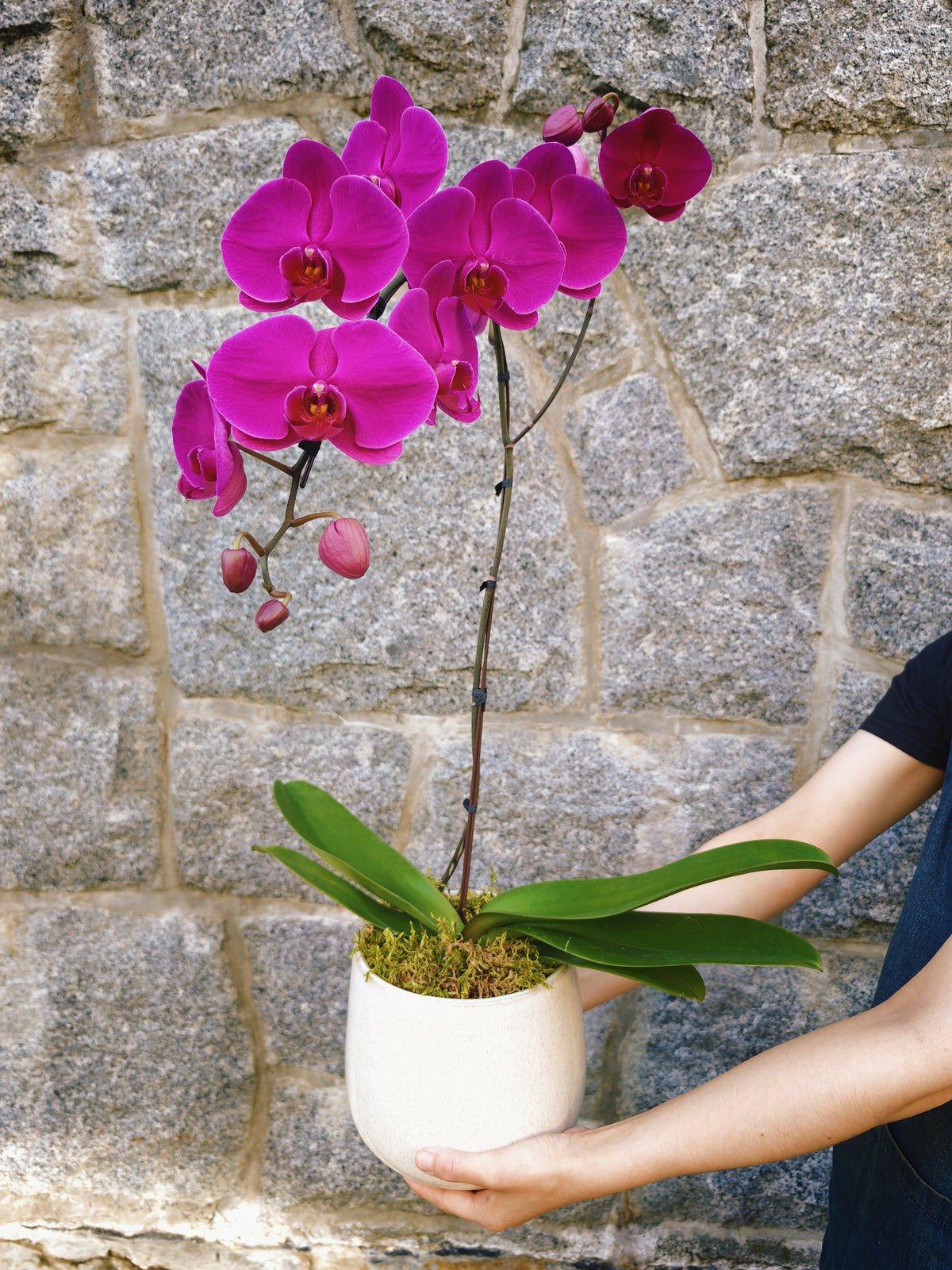 6" Orchid Plant