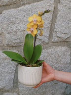 4" Orchid Plant