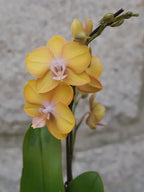 4" Orchid Plant