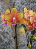 4" Orchid Plant