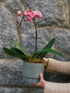 6" Orchid Plant