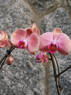 6" Orchid Plant