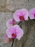 6" Orchid Plant