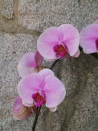 6" Orchid Plant