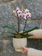 6" Orchid Plant