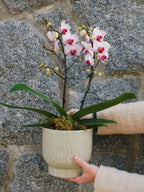 6" Orchid Plant