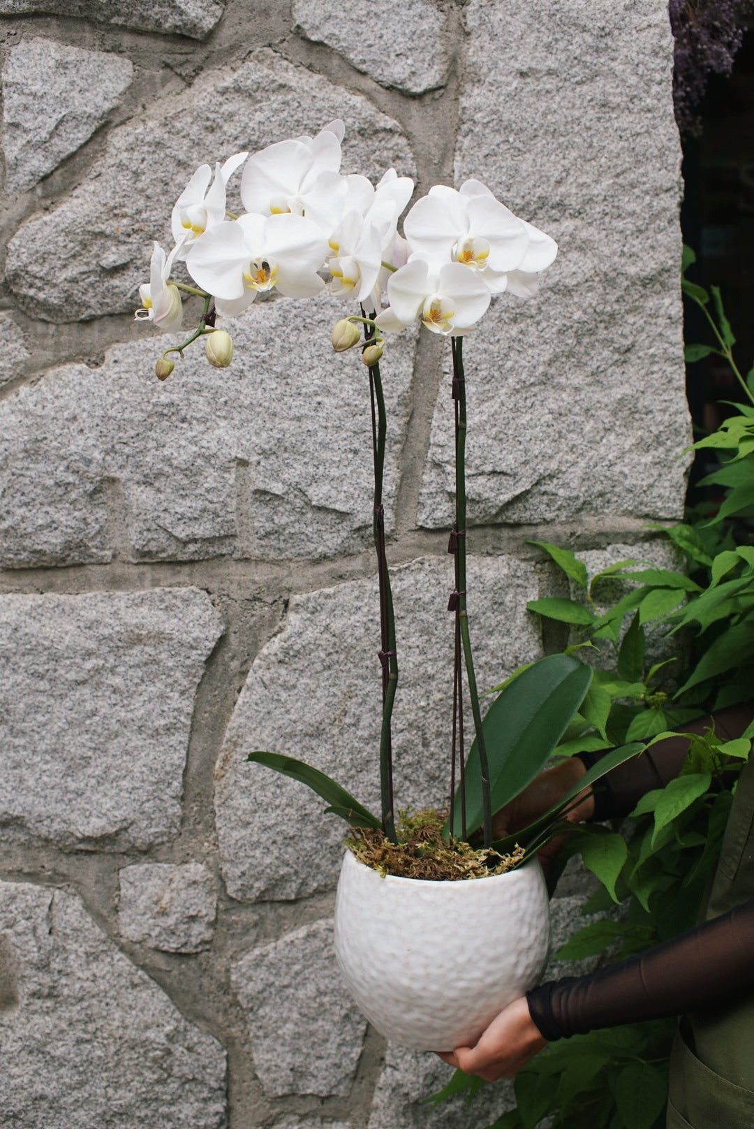 6" Orchid Plant