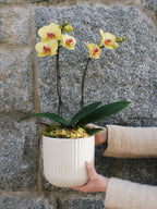 6" Orchid Plant