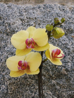 6" Orchid Plant