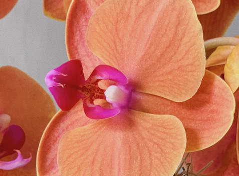 6" Orchid Plant