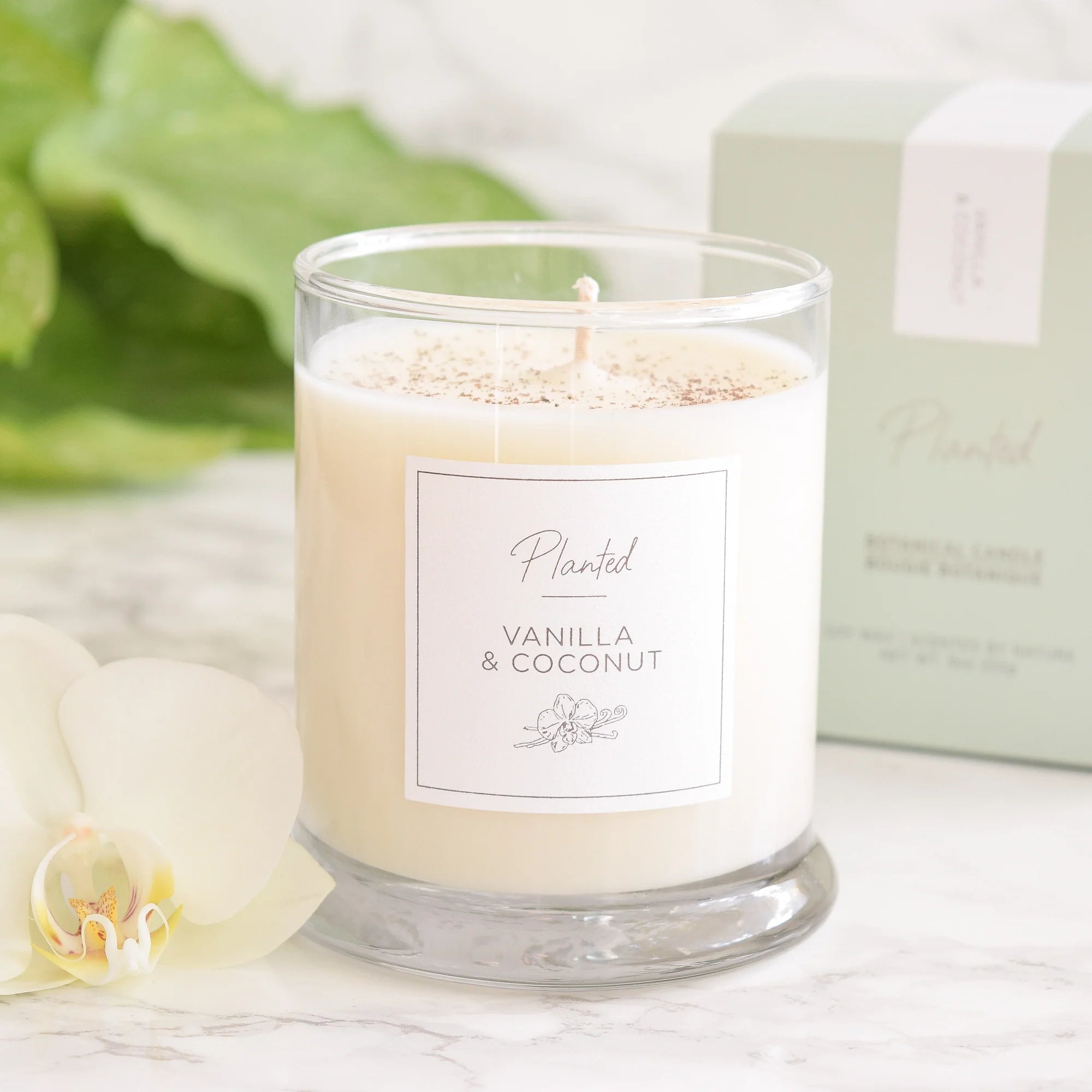 Hand-poured Planted candle, vanilla and coconut fragrance, in minimalist glass jar
