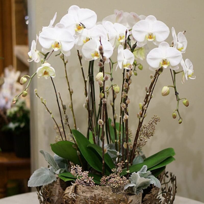 Orchid Plants 6"