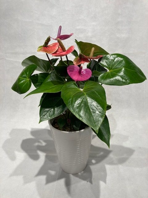 Anthurium 6