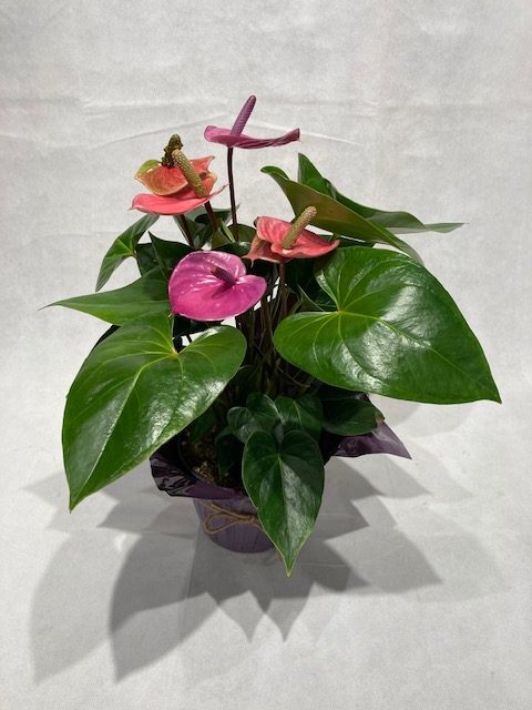 Anthurium 6