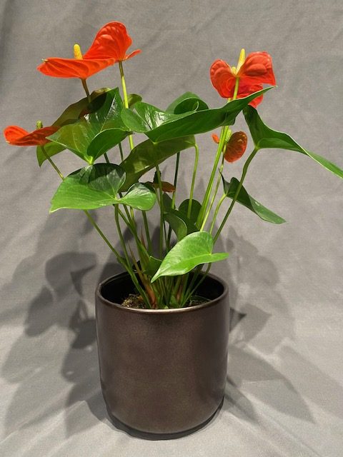 Anthurium 6″ plant