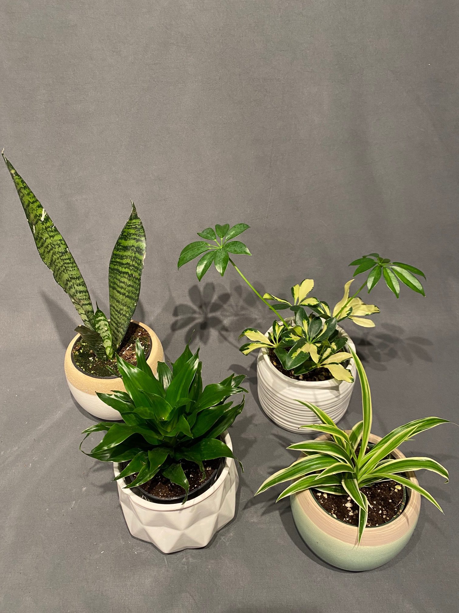 Tropical plant 4″ in Ceramic Pot