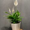 Spathiphyllum