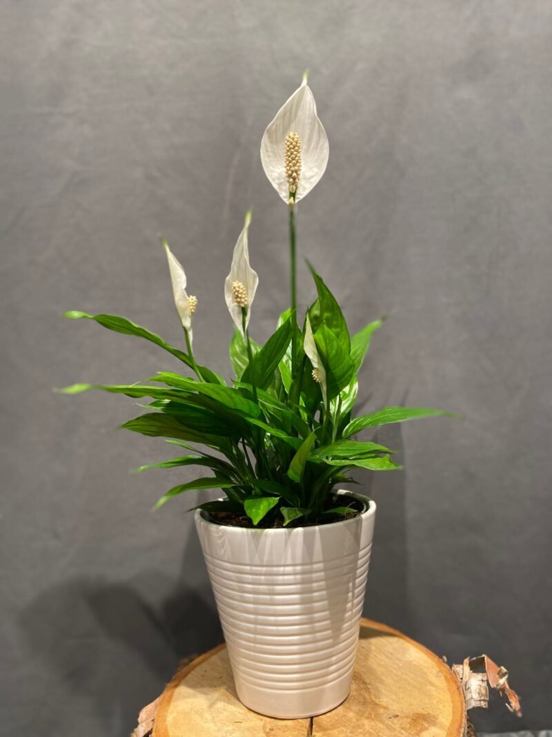 Spathiphyllum