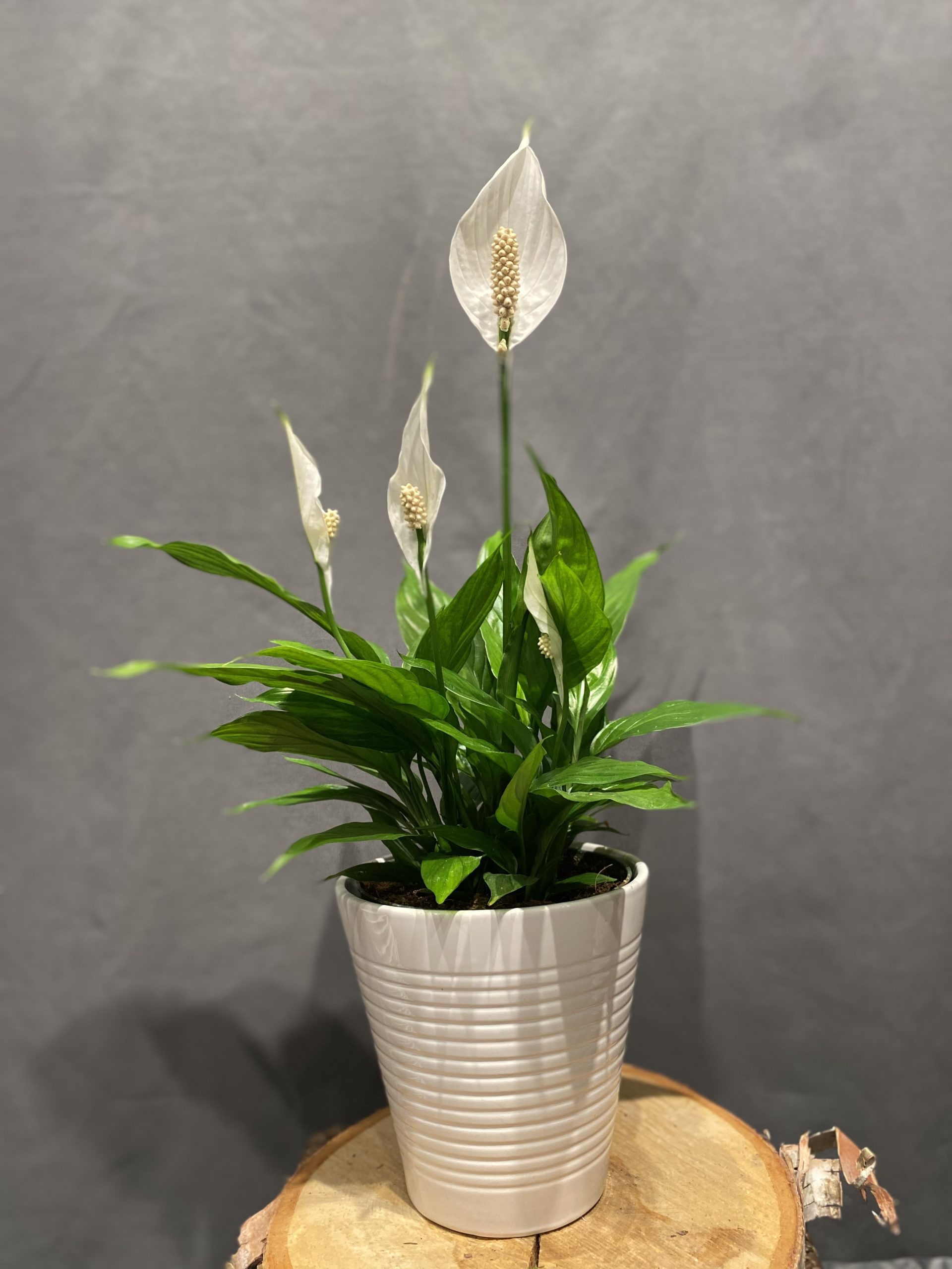 Peace Lily Senka Florist