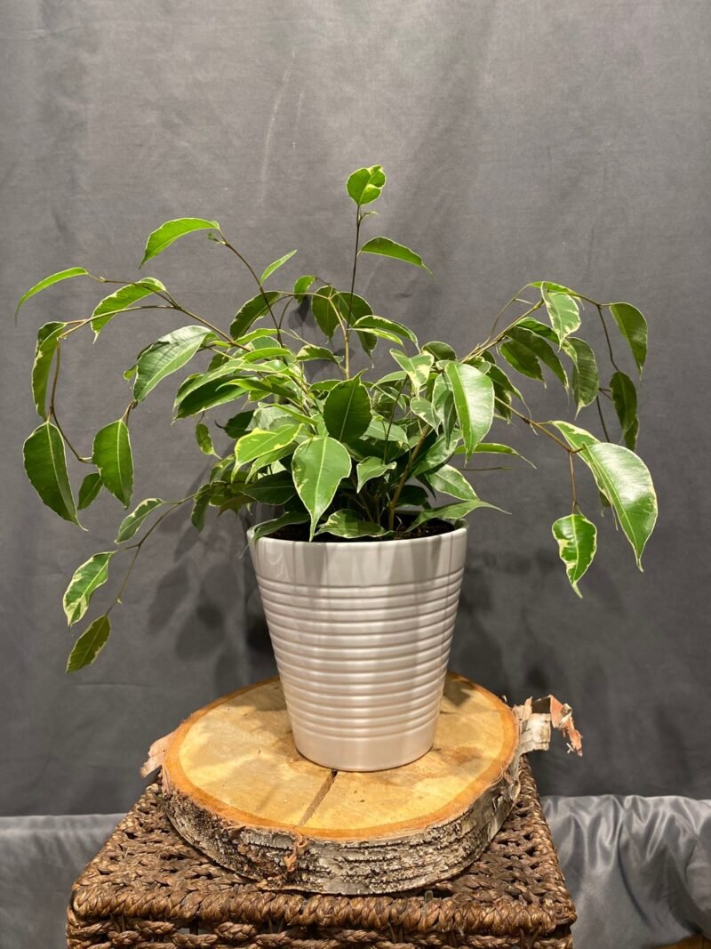 Tropical Foliage
