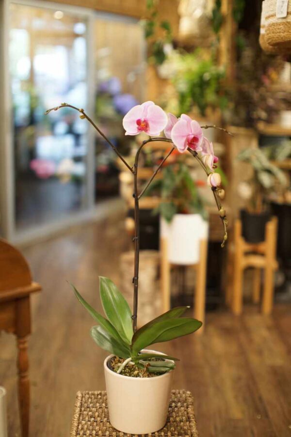 Phalaenopsis Orchid Pink Multi Large 6