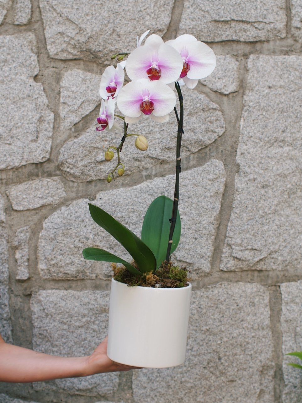 Orchid Plants 6" - Image 2