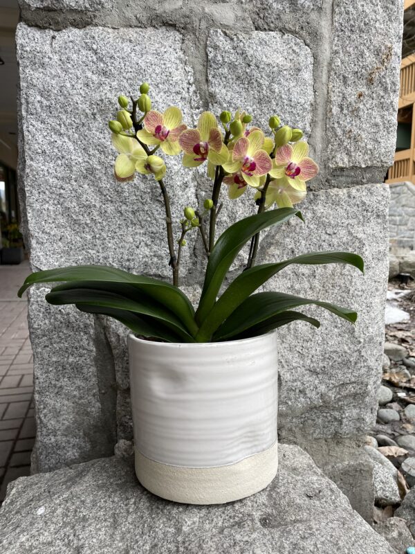 orchid pink & yellow 3 stems