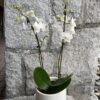 4'' orchid white