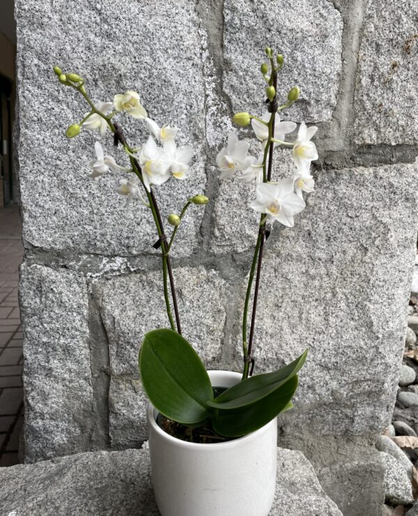 4'' orchid white